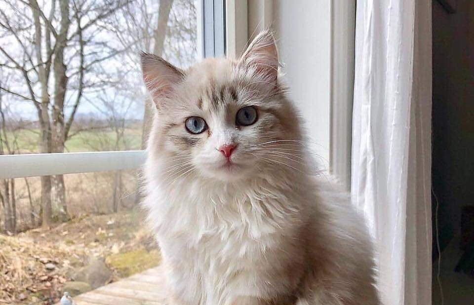 Veterinary clinics in Singapore