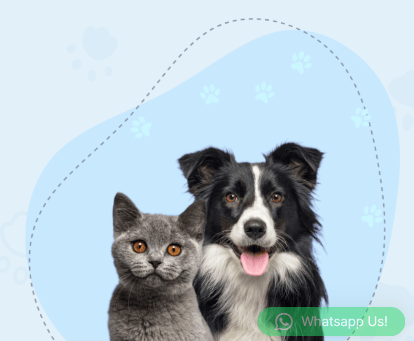 dog grooming in Singapore