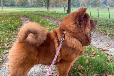 dog grooming in Singapore