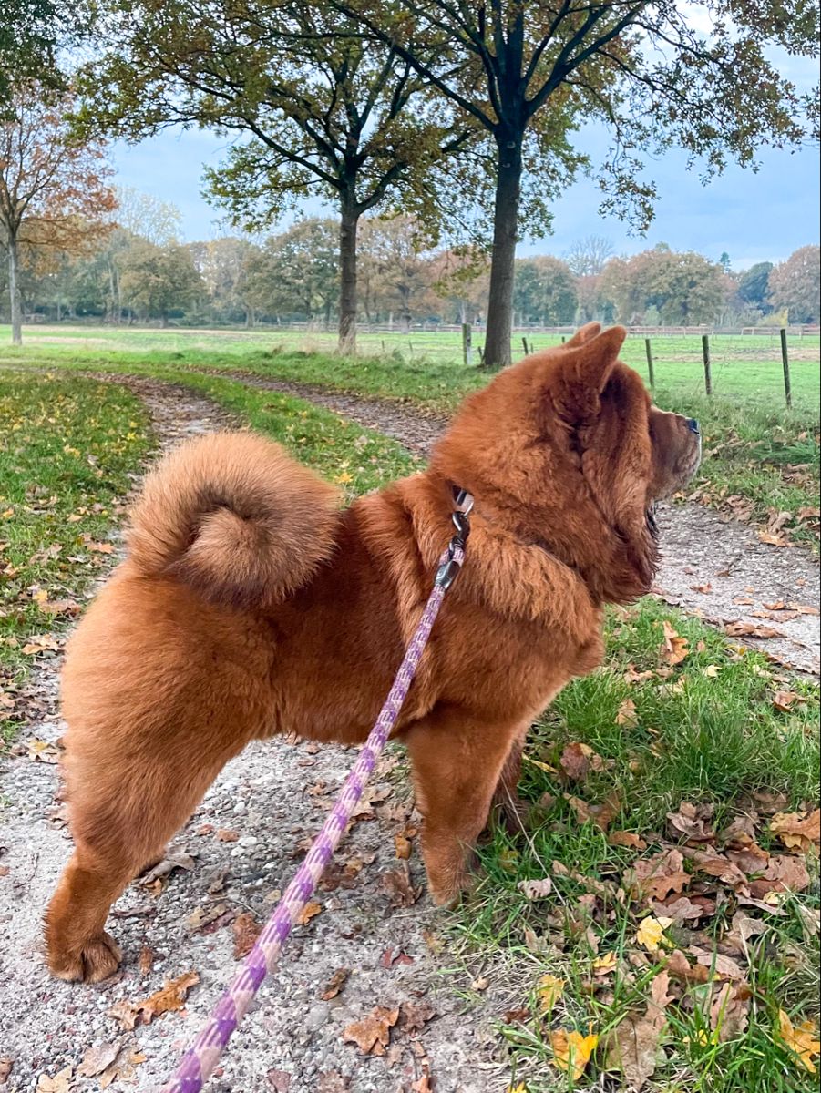 dog grooming in Singapore