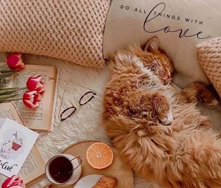 pet relocation services in singapore